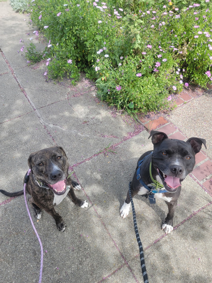 group dog walk on trail
